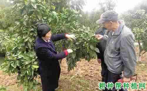 什么是抹芽控梢，种植沙田柚怎么样进行抹芽控梢？